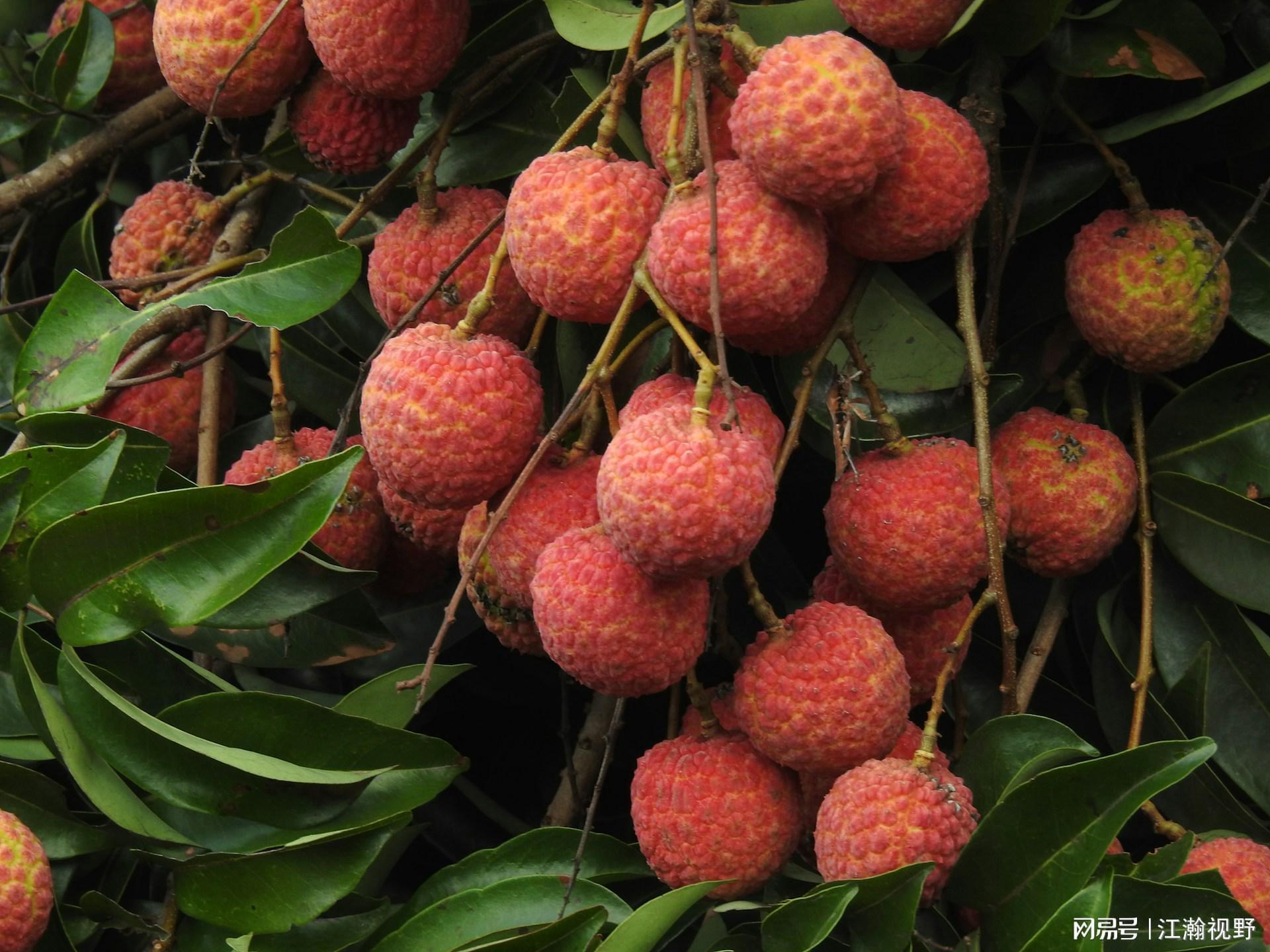  荔枝涨价的技术迷局：从大小年规律到气候危机的深度解码 股票财经